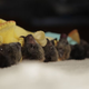Illustration for article titled Baby Bat Burritos